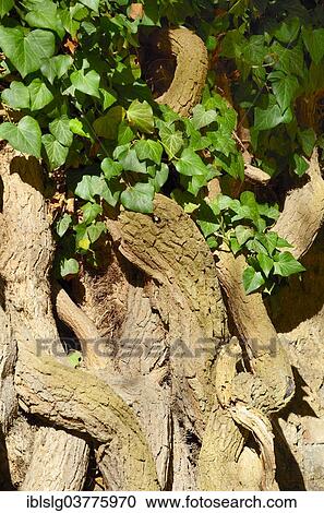 Stock Image - "Old, gnarled ivy trunk (Hedera helix) with juvenile leaves, Bavaria, Germany, Europe". Fotosearch