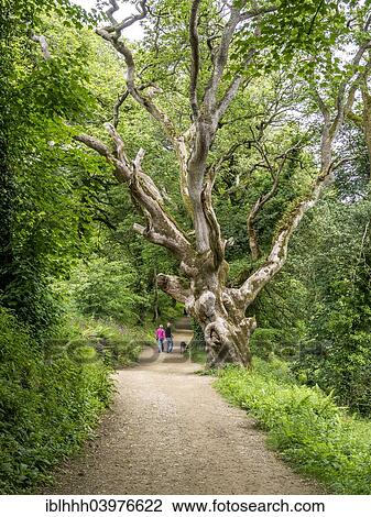 "Old gnarled tree in the Lost Gardens of Heligan, Cornwall, England, United Kingdom, Europe" View Large Photo Image Stock Image - "Old gnarled tree in the Lost Gardens of Heligan, Cornwall, England, United Kingdom, Europe". Fotosearch