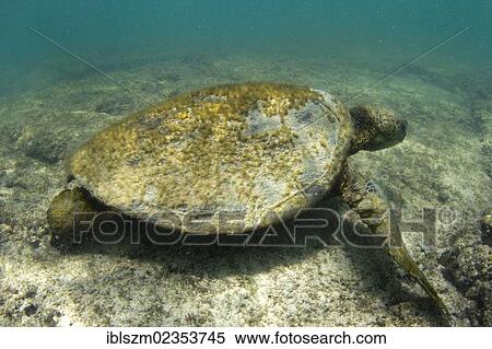 Stock Photography - "Old Green Sea Turtle (Chelonia mydas) with algae on its shell, foraging for food in the shallow, restless sea, Kona Coast, Big Island, Hawaii, USA". Fotosearch