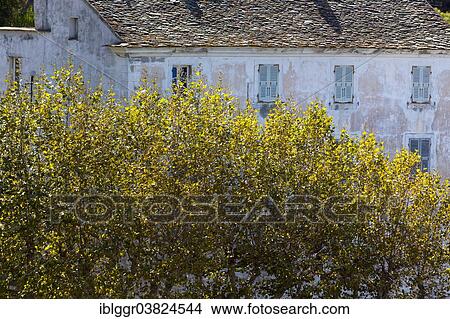 "Old house, Nonza, Cap Corse, Haute-Corse, Corsica, France, Europe" View Large Photo Image Picture - "Old house, Nonza, Cap Corse, Haute-Corse, Corsica, France, Europe". Fotosearch
