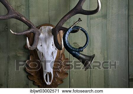 "Old hunting horn hanging from the antler of a red deer against a green wooden wall, Germany, Europe" View Large Photo Image Stock Image - "Old hunting horn hanging from the antler of a red deer against a green wooden wall, Germany, Europe". Fotosearch