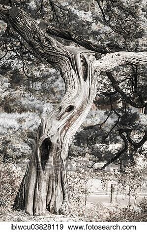 "Old Korean pine, Jongmyo Shrine, Seoul, South Korea, Asia" View Large Photo Image Stock Photo - "Old Korean pine, Jongmyo Shrine, Seoul, South Korea, Asia". Fotosearch