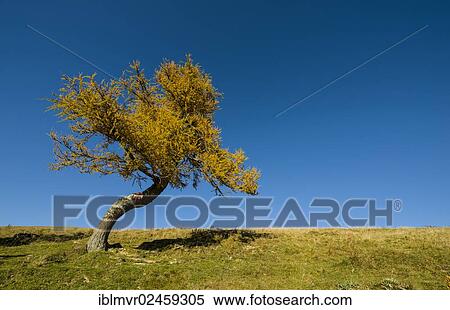 Stock Photography - "Old Larch (Larix) in autumn, Teichalm, Austria, Europe". Fotosearch