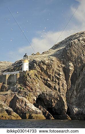 "Old lighthouse on Bass Rock, bird conservation island with a Northern Gannet colony, Dunbar, Scotland, United Kingdom, Europe" View Large Photo Image Stock Image - "Old lighthouse on Bass Rock, bird conservation island with a Northern Gannet colony, Dunbar, Scotland, United Kingdom, Europe". Fotosearch