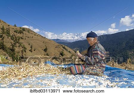 "Old local woman sorting out beans, Mount Everest in the background, Phurteng, Solukhumbu District, Sagarmatha Zone, Nepal, Asia" View Large Photo Image Stock Image - "Old local woman sorting out beans, Mount Everest in the background, Phurteng, Solukhumbu District, Sagarmatha Zone, Nepal, Asia". Fotosearch