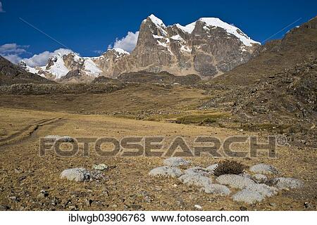 "Old Man Cacti (Cephalocereus senilis) growing in a high valley, at the back snow-capped mountains of the Cordillera Huayhuash mountain range, Northern Peru, Peru, South America" View Large Photo Image Stock Image - "Old Man Cacti (Cephalocereus senilis) growing in a high valley, at the back snow-capped mountains of the Cordillera Huayhuash mountain range, Northern Peru, Peru, South America". Fotosearch