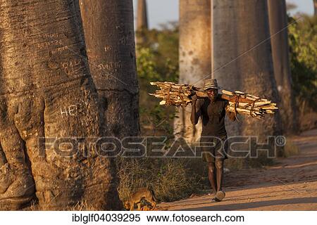 "Old man carrying bundles of wood, Baobab Alley, Morondava, Madagascar, Africa" View Large Photo Image Stock Photography - "Old man carrying bundles of wood, Baobab Alley, Morondava, Madagascar, Africa". Fotosearch