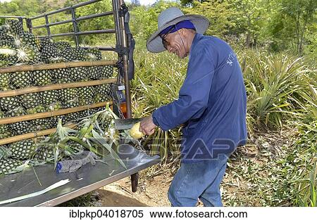 "Old man cutting a pineapple on a plantation, Hua Hin, Thailand, Asia" View Large Photo Image Stock Photography - "Old man cutting a pineapple on a plantation, Hua Hin, Thailand, Asia". Fotosearch
