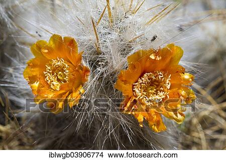"Old Man of The Andes (Oreocereus celsianus), orange flowers, Cordillera Huayhuash, Northern Peru, Peru, South America" View Large Photo Image Picture - "Old Man of The Andes (Oreocereus celsianus), orange flowers, Cordillera Huayhuash, Northern Peru, Peru, South America". Fotosearch