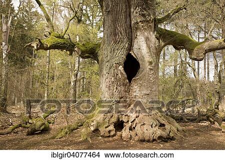 Picture - "Old oak tree in the Urwald Sababurg primary forest, Hesse, Germany, Europe". Fotosearch