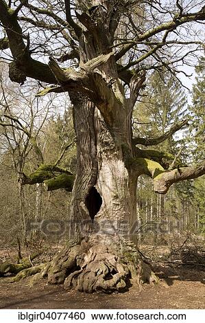 "Old oak tree in the Urwald Sababurg primary forest, Hesse, Germany, Europe" View Large Photo Image Stock Image - "Old oak tree in the Urwald Sababurg primary forest, Hesse, Germany, Europe". Fotosearch