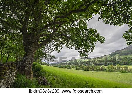 "Old oak tree on the edge of a meadow, Pitlochry, Scotland, United Kingdom, Europe" View Large Photo Image Stock Photo - "Old oak tree on the edge of a meadow, Pitlochry, Scotland, United Kingdom, Europe". Fotosearch
