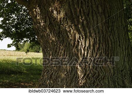 "Old Oak trunk, Great Oak or Millennial Oak (Quercus sp. ), natural monument, Naturpark Altmuhltal, Altmannstein, Bavaria, Germany, Europe" View Large Photo Image Stock Image - "Old Oak trunk, Great Oak or Millennial Oak (Quercus sp. ), natural monument, Naturpark Altmuhltal, Altmannstein, Bavaria, Germany, Europe". Fotosearch