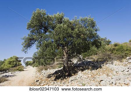 Stock Image - "Old Olive Tree (Olea europaea) in Lun, Pag Island, Adriatic Sea, Gulf of Kvarner, Croatia, Europe". Fotosearch