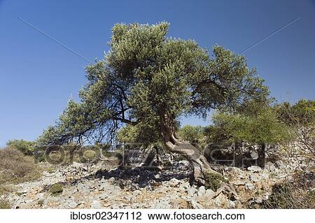"Old Olive Tree (Olea europaea) in Lun, Pag Island, Adriatic Sea, Gulf of Kvarner, Croatia, Europe" View Large Photo Image Stock Image - "Old Olive Tree (Olea europaea) in Lun, Pag Island, Adriatic Sea, Gulf of Kvarner, Croatia, Europe". Fotosearch
