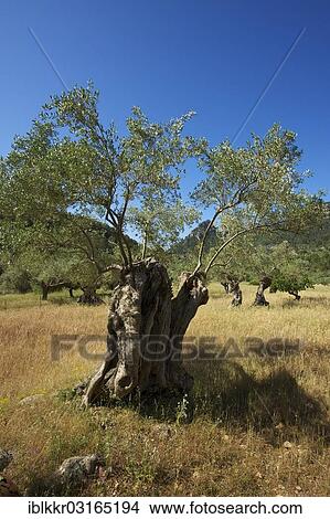 "Old Olive tree (Olea europaea), Majorca, Balearic Islands, Spain, Europe" View Large Photo Image Picture - "Old Olive tree (Olea europaea), Majorca, Balearic Islands, Spain, Europe". Fotosearch