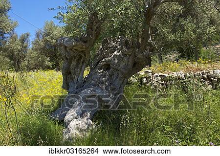 "Old Olive tree (Olea europaea), Serra de Tramuntana, Serra de Tramuntana, Majorca, Balearic Islands, Spain, Europe" View Large Photo Image Picture - "Old Olive tree (Olea europaea), Serra de Tramuntana, Serra de Tramuntana, Majorca, Balearic Islands, Spain, Europe". Fotosearch
