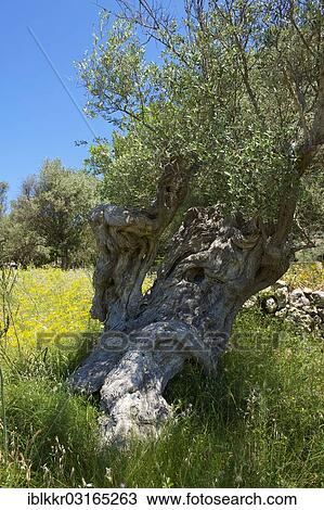 "Old Olive tree (Olea europaea), Serra de Tramuntana, Serra de Tramuntana, Majorca, Balearic Islands, Spain, Europe" View Large Photo Image Stock Image - "Old Olive tree (Olea europaea), Serra de Tramuntana, Serra de Tramuntana, Majorca, Balearic Islands, Spain, Europe". Fotosearch