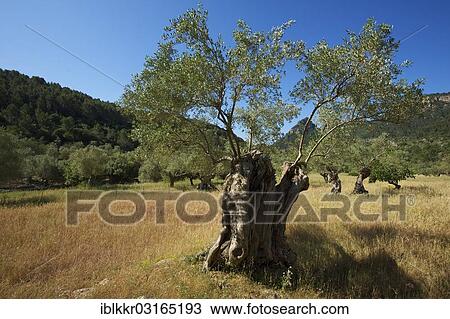 "Old Olive tree (Olea europaea), Majorca, Balearic Islands, Spain, Europe" View Large Photo Image Stock Image - "Old Olive tree (Olea europaea), Majorca, Balearic Islands, Spain, Europe". Fotosearch