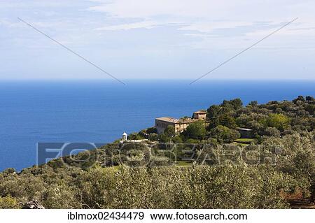 "Old olive trees near Deia, Son Marroig mansion at back, Serra de Tramuntana, Northwest Coast, Mallorca, Majorca, Balearic Islands, Mediterranean Sea, Spain, Europe" View Large Photo Image Stock Photo - "Old olive trees near Deia, Son Marroig mansion at back, Serra de Tramuntana, Northwest Coast, Mallorca, Majorca, Balearic Islands, Mediterranean Sea, Spain, Europe". Fotosearch