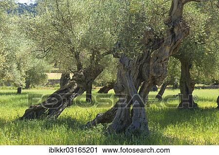 Stock Image - "Old Olive trees (Olea europaea), Majorca, Balearic Islands, Spain, Europe". Fotosearch