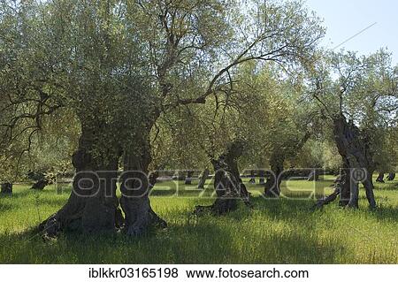 "Old Olive trees (Olea europaea), Majorca, Balearic Islands, Spain, Europe" View Large Photo Image Stock Photo - "Old Olive trees (Olea europaea), Majorca, Balearic Islands, Spain, Europe". Fotosearch