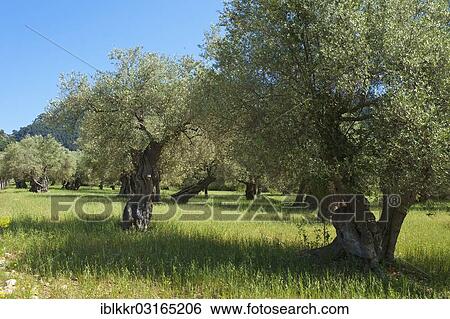 Stock Photograph - "Old Olive trees (Olea europaea), Majorca, Balearic Islands, Spain, Europe". Fotosearch