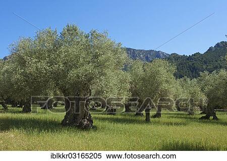 "Old Olive trees (Olea europaea), Majorca, Balearic Islands, Spain, Europe" View Large Photo Image Stock Photography - "Old Olive trees (Olea europaea), Majorca, Balearic Islands, Spain, Europe". Fotosearch