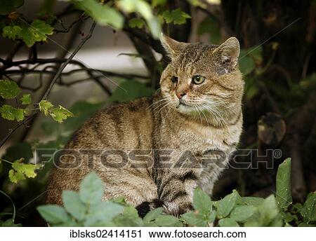 Old one-eyed tabby cat sitting in the bushes View Large Photo Image Stock Image - Old one-eyed tabby cat sitting in the bushes. Fotosearch