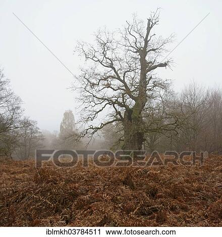 Stock Image - "Old Pedunculate Oak or English Oak (Quercus robur), ancient forest of Sababurg, Hofgeismar, North Hesse, Hesse, Germany, Europe". Fotosearch