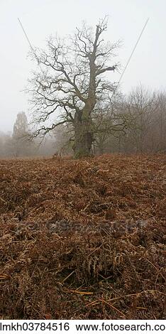 "Old Pedunculate Oak or English Oak (Quercus robur), ancient forest of Sababurg, Hofgeismar, North Hesse, Hesse, Germany, Europe" View Large Photo Image Stock Photograph - "Old Pedunculate Oak or English Oak (Quercus robur), ancient forest of Sababurg, Hofgeismar, North Hesse, Hesse, Germany, Europe". Fotosearch
