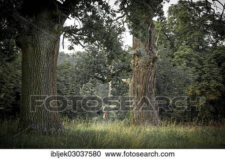 "Old Pedunculate Oak (Quercus robur), Klosterruine Boitzenburg, Boitzenburg, Uckermark, Brandenburg, Germany, Europe" View Large Photo Image Stock Image - "Old Pedunculate Oak (Quercus robur), Klosterruine Boitzenburg, Boitzenburg, Uckermark, Brandenburg, Germany, Europe". Fotosearch