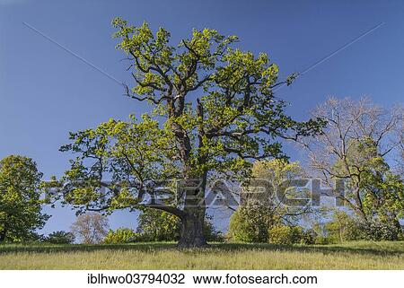 "Old Pedunculate Oak tree (Quercus robur) in the landscaped park of Schloss Ettersburg Castle, Weimar, Thuringia, Germany, Europe" View Large Photo Image Stock Image - "Old Pedunculate Oak tree (Quercus robur) in the landscaped park of Schloss Ettersburg Castle, Weimar, Thuringia, Germany, Europe". Fotosearch