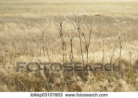 "Old perennials in a meadow covered with spider webs and dewdrops, Stiege, Oberharz am Brocken, Saxony-Anhalt, Germany, Europe" View Large Photo Image Stock Image - "Old perennials in a meadow covered with spider webs and dewdrops, Stiege, Oberharz am Brocken, Saxony-Anhalt, Germany, Europe". Fotosearch