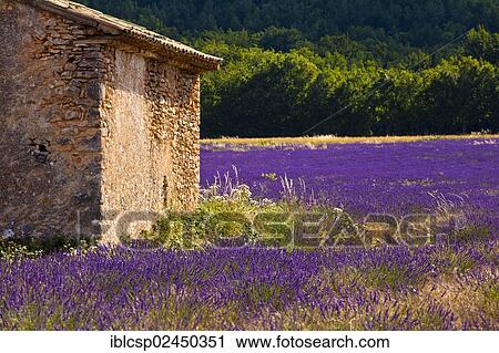 "Old stone hut in a blooming field of Lavender (Lavandula angustifolia), near St-Christol and Sault, Vaucluse, Provence-Alpes-Cote d'Azur, Southern France, France, Europe, PublicGround, Europe" View Large Photo Image Stock Image - "Old stone hut in a blooming field of Lavender (Lavandula angustifolia), near St-Christol and Sault, Vaucluse, Provence-Alpes-Cote d'Azur, Southern France, France, Europe, PublicGround, Europe". Fotosearch
