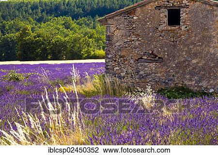 Stock Image - "Old stone hut in a blooming field of Lavender (Lavandula angustifolia), near St-Christol and Sault, Vaucluse, Provence-Alpes-Cote d'Azur, Southern France, France, Europe, PublicGround, Europe". Fotosearch