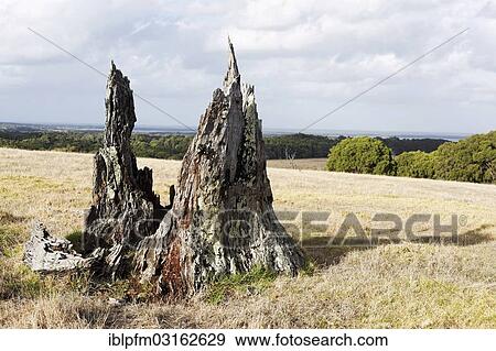 "Old weathered tree stump, Augusta, Western Australia, Australia, Oceania" View Large Photo Image Stock Photo - "Old weathered tree stump, Augusta, Western Australia, Australia, Oceania". Fotosearch