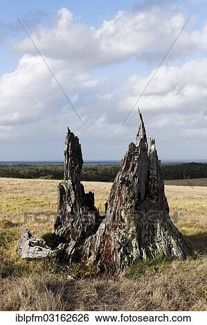 Stock Photograph - "Old weathered tree stump, Augusta, Western Australia, Australia, Oceania". Fotosearch