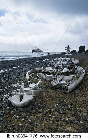 "Old whale bones on the beach near the Arctowski Station, King George Island, South Shetland Islands, Antarctica" View Large Photo Image Stock Photograph - "Old whale bones on the beach near the Arctowski Station, King George Island, South Shetland Islands, Antarctica". Fotosearch