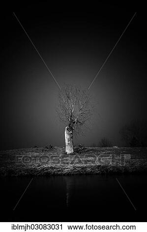 "Old willow tree (Salix), black and white" View Large Photo Image Stock Image - "Old willow tree (Salix), black and white". Fotosearch