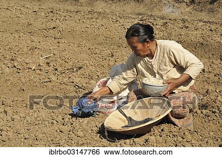 "Old woman planting garlic, Thale U, Inle-See, Shan State, Myanmar, Burma, Asia" View Large Photo Image Stock Photograph - "Old woman planting garlic, Thale U, Inle-See, Shan State, Myanmar, Burma, Asia". Fotosearch