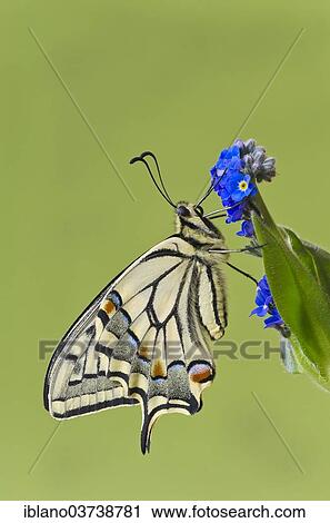 "Old World Swallowtail Butterfly (Papilio machaon), Tyrol, Austria, Europe" View Large Photo Image Stock Image - "Old World Swallowtail Butterfly (Papilio machaon), Tyrol, Austria, Europe". Fotosearch