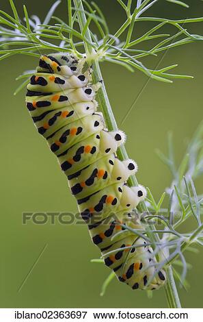 "Old World Swallowtail (Papilio machaon), caterpillar, Schwaz, Tyrol, Austria, Europe" View Large Photo Image Stock Photo - "Old World Swallowtail (Papilio machaon), caterpillar, Schwaz, Tyrol, Austria, Europe". Fotosearch