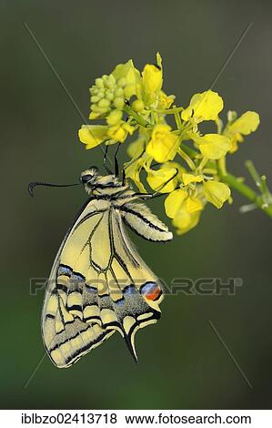 Old World Swallowtail (Papilio machaon), newly hatched butterfly, biosphere reserve, Swabian Alb, Baden-Wuerttemberg, Germany, Europe View Large Photo Image Stock Photo - Old World Swallowtail (Papilio machaon), newly hatched butterfly, biosphere reserve, Swabian Alb, Baden-Wuerttemberg, Germany, Europe. Fotosearch