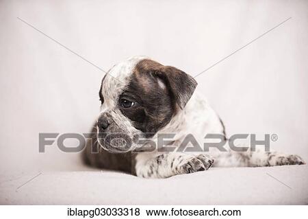 "Olde English Bulldog, puppy lying down" View Large Photo Image Stock Photo - "Olde English Bulldog, puppy lying down". Fotosearch