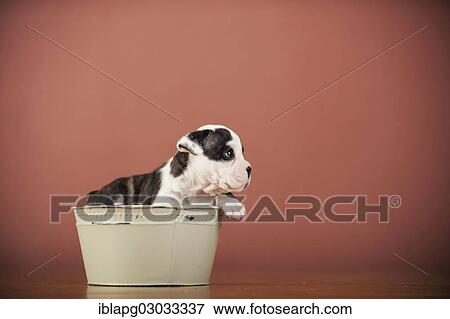 Stock Photo - "Olde English Bulldog, puppy lying in a bowl". Fotosearch