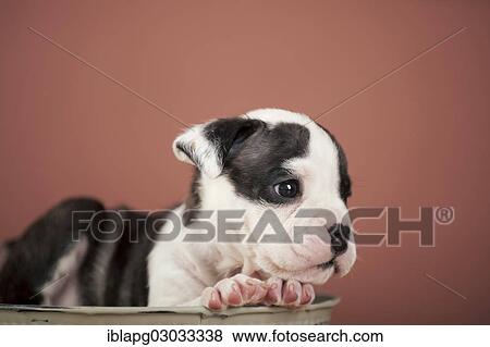 Stock Photo - "Olde English Bulldog, puppy lying in a bowl". Fotosearch