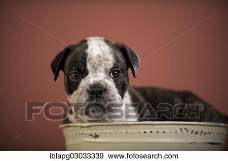 "Olde English Bulldog, puppy lying in a bowl" View Large Photo Image Stock Photo - "Olde English Bulldog, puppy lying in a bowl". Fotosearch