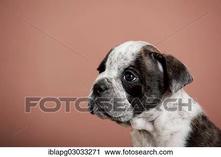 Stock Image - "Olde English Bulldog, puppy, portrait". Fotosearch