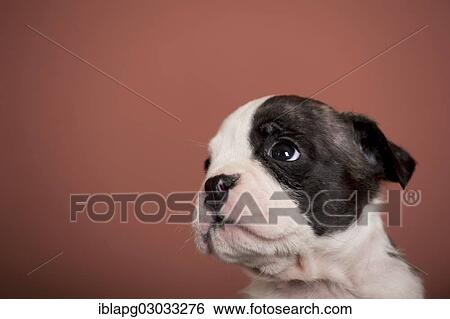 Stock Photograph - "Olde English Bulldog, puppy, portrait". Fotosearch